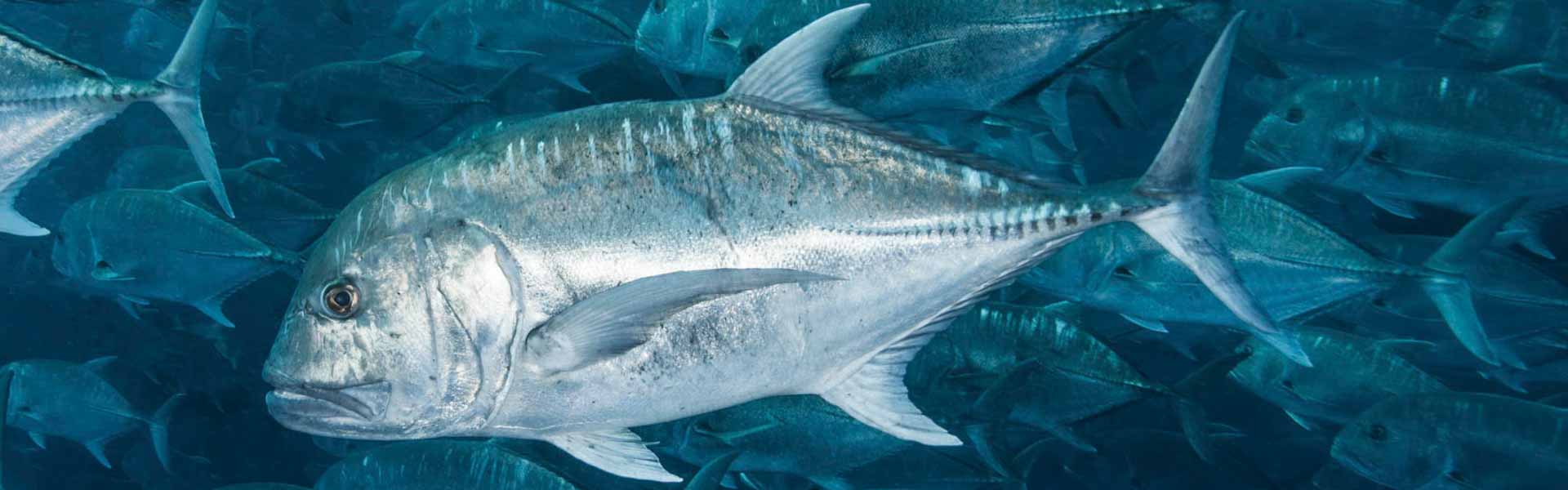 The Coastal Trevally